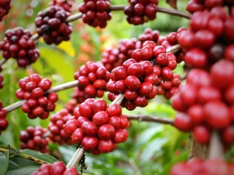 Giá cà phê hôm nay 21/6/2025: dấu mốc buồn của thị trường cà phê
