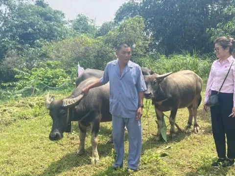 Hòa Bình: “tiếp sức” cho người dân phát triển kinh tế