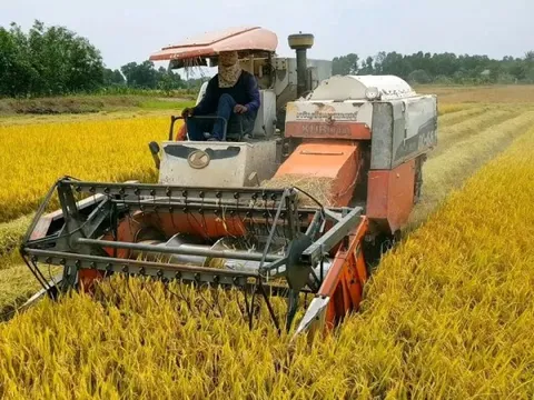 Giá lúa gạo hôm nay 21/6: lúa tươi tăng giảm trái chiều
