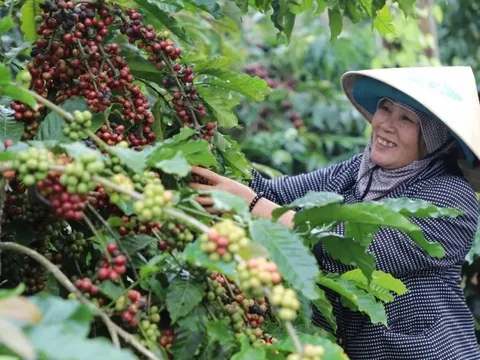 Giá cà phê hôm nay 24/6/2025: tăng mạnh đầu tuần, Robusta thêm tới 100 USD