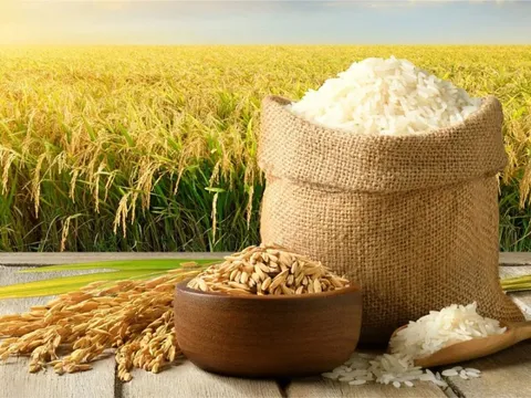 Giá lúa gạo hôm nay 24/6: giá gạo thơm neo cao