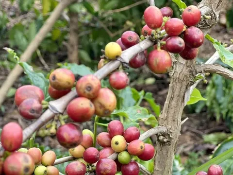 Giá cà phê hôm nay 25/6/2025: đầu cơ bán tháo, Robusta thấp nhất hơn 1 năm qua