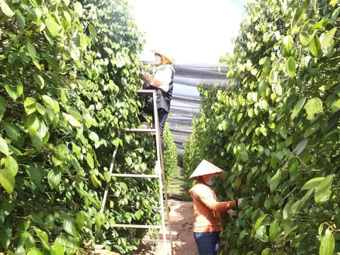Giá tiêu hôm nay 25/6/2025: diễn biến trái chiều, giá tiêu xuất khẩu Indonesia vẫn tăng