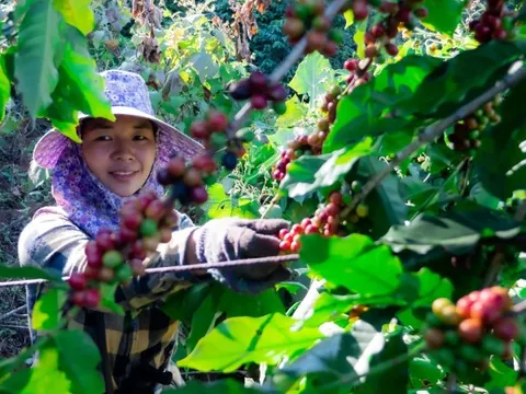 Giá cà phê hôm nay 26/6/2025: đồng USD suy yếu không thể cứu giá cà phê