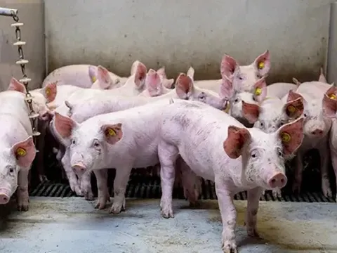 Giá heo hơi hôm nay 26/6: các tỉnh phía Nam tiếp tục giảm nhẹ 1.000 đồng/kg