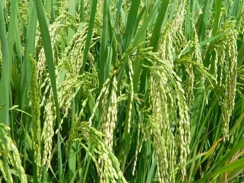 Giá lúa gạo hôm nay 26/6: gạo xuất khẩu giảm mạnh