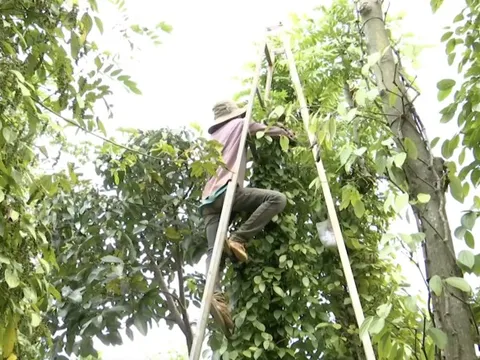 Giá tiêu hôm nay 27/6/2025: tăng 2 ngày liên tiếp, tiến sát mốc 130.000 đồng/kg.