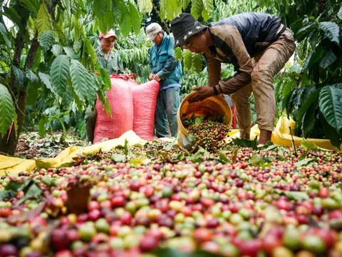 Giá cà phê hôm nay 28/6/2025: bị Arabica dìm chân, 2 sàn cùng giảm phiên cuối tuần