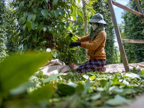 Giá tiêu hôm nay 28/6/2025: tăng 3 ngày liên tiếp, Gia Lai thêm 1.000 đồng/kg