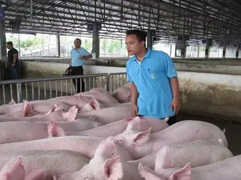 Giá heo hơi hôm nay 30/6: miền Trung và miền Nam giảm nhẹ