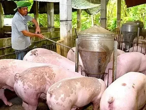 Giá heo hơi hôm nay 1/7: miền Trung và miền Nam tiếp tục giảm