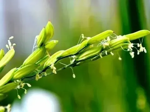 Giá lúa gạo hôm nay 1/7: lúa tươi vững giá