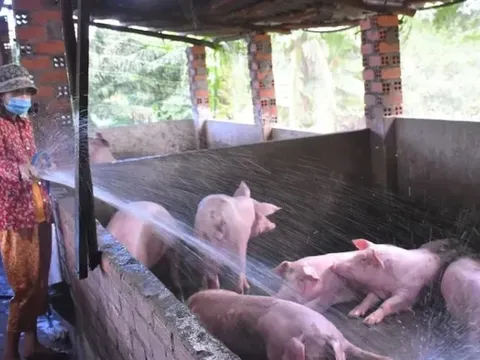 Giá heo hơi hôm nay 2/7: cả 3 miền giảm 1.000 đồng/kg