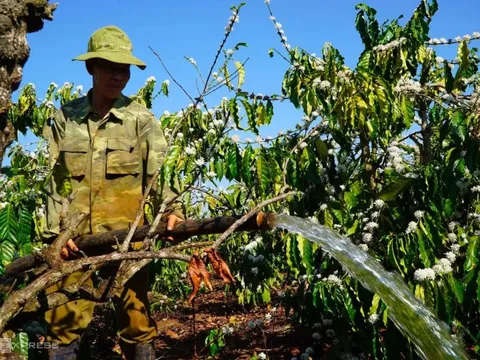 Giá cà phê hôm nay 2/7/2025: 2 sàn trái chiều, Robusta phục hồi nhờ đồng USD giảm