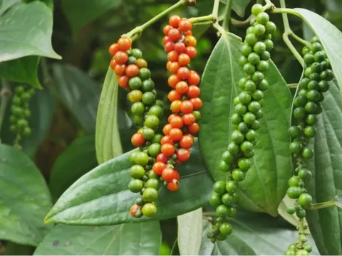 Giá tiêu hôm nay 3/7/2025: tăng liền 3 ngày, giá tiêu trong nước tiến sát mốc 150.000 đồng/kg