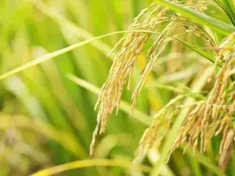 Giá lúa gạo hôm nay 4/7: lúa tươi tiếp đà tăng