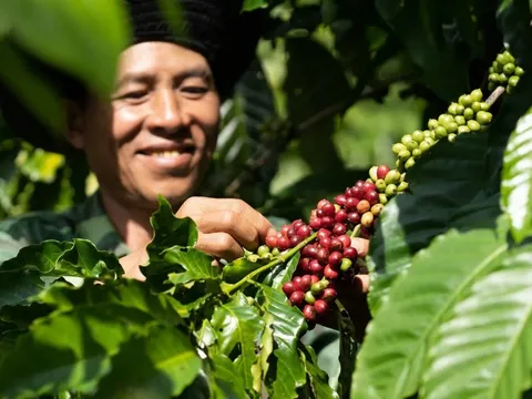 Giá cà phê hôm nay 4/7/2025: Robusta tăng, Arabica giảm trước kỳ nghỉ Quốc khánh Mỹ
