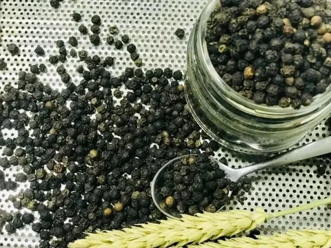 Giá tiêu hôm nay 4/7/2025: diễn biến lạ của giá tiêu trong nước