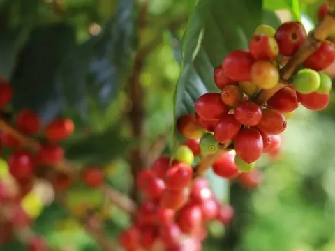 Giá cà phê hôm nay 5/7/2025: Robusta tăng liền 2 ngày cuối tuần