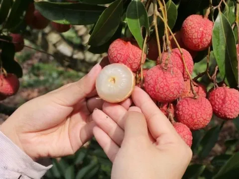 5 trái cây có đặc tính nóng nên tránh hoặc hạn chế ăn trong mùa hè