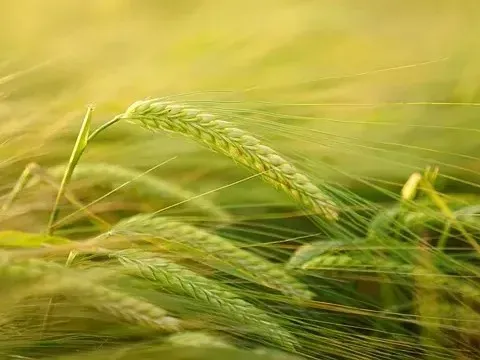 Giá lúa gạo hôm nay 7/7: giao dịch lúa Hè Thu lai rai