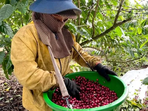 Giá cà phê hôm nay 7/7/2025: nhận định cà phê tuần này, Robusta sáng cửa tăng