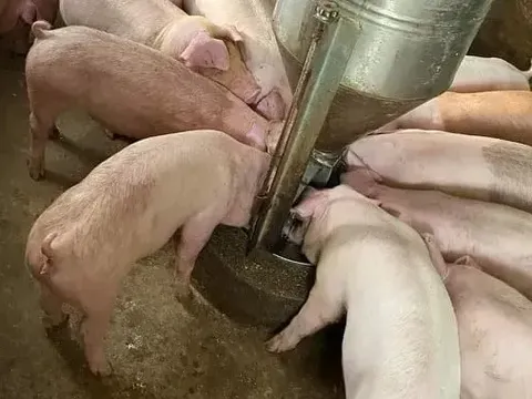 Giá heo hơi hôm nay 7/7: tại An Giang giảm 1.000 đồng/kg