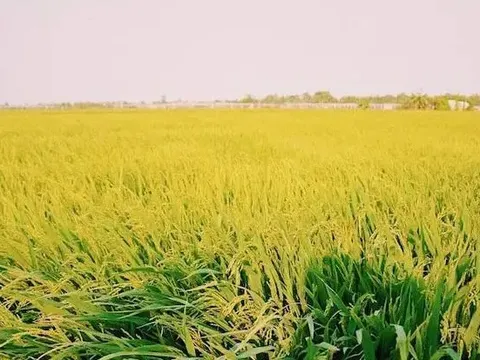 Giá lúa gạo hôm nay 8/7: giá lúa tăng, giá gạo giảm