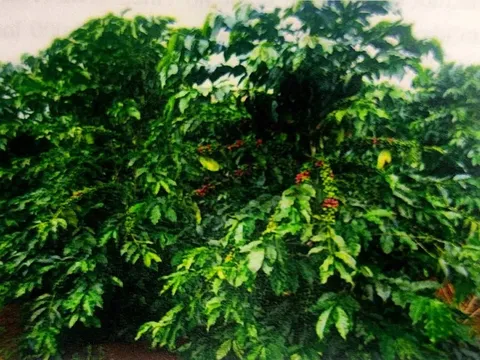 Giá cà phê hôm nay 8/7/2025: tổng hoà nguyên nhân đẩy cà phê giảm mạnh đầu tuần