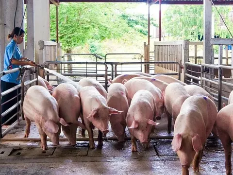 Giá heo hơi hôm nay 8/7: miền Nam giảm nhẹ 1.000 đồng/kg