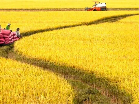 Giá lúa gạo hôm nay 9/7: tăng giảm trái chiều