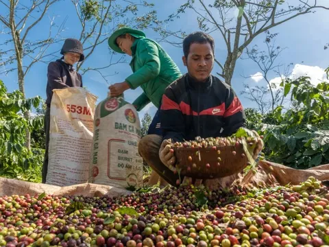 Giá cà phê hôm nay 9/7/2025: 2 sàn cùng tăng, Arabica phục hồi kéo theo Robusta