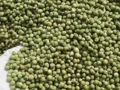 Giá tiêu hôm nay 9/7/2025: nguồn cung khó, Việt Nam nhập khẩu tăng gấp đôi hồ tiêu Brazil