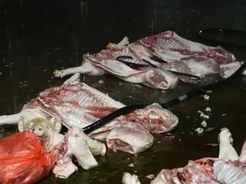 Triệt phá đường dây giết mổ, tiêu thụ thịt lợn nhiễm bệnh quy mô "khủng" ở Hà Nội