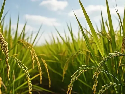 Giá lúa gạo hôm nay 10/7: giá lúa tăng giảm trái chiều