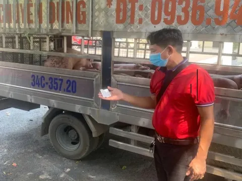 Phú Thọ: phát hiện vụ vận chuyển 1,6 tấn lợn nhiễm dịch tả lợn châu Phi