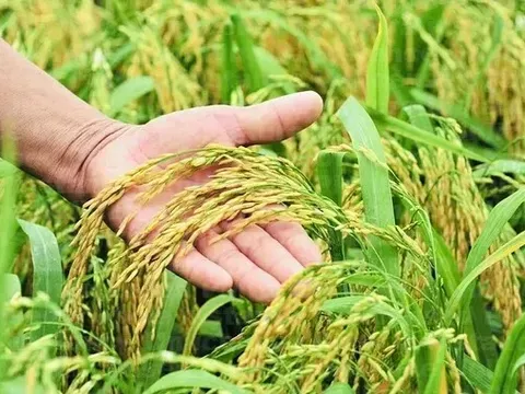 Giá lúa gạo hôm nay 12/7: giao dịch lúa tươi khởi sắc