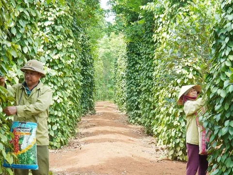Giá tiêu hôm nay 12/7/2025: diễn biến trái chiều của giá tiêu các nước trong tuần