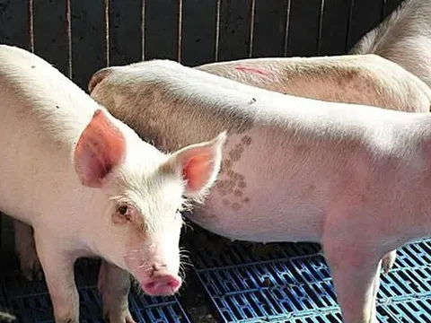 Giá heo hơi hôm nay 14/7: giảm nhẹ