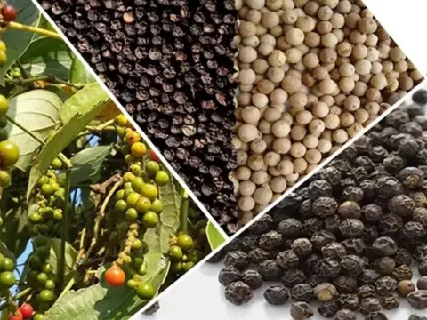 Giá tiêu hôm nay 14/7/2025: chờ đợi thị trường khởi sắc sau ngày 1/8
