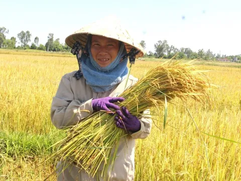 Giá lúa gạo hôm nay 14/7: giao dịch mua bán vắng