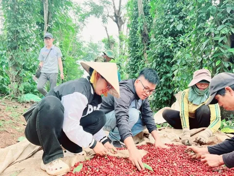 Giá cà phê hôm nay 15/7/2025: 2 sàn tăng mạnh, Robusta thêm 300 USD/tấn