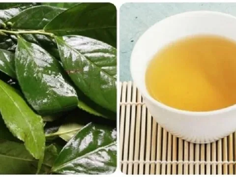 Những người nên hạn chế uống nước chè xanh