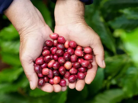 Giá cà phê hôm nay 16/7/2025: Robusta giảm 100 USD sau phiên tăng mạnh đầu tuần