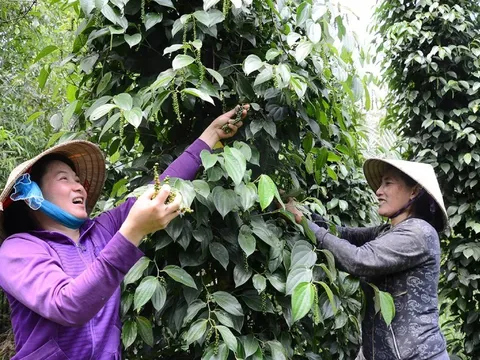 Giá tiêu hôm nay 16/7/2025: tăng 1.000 đồng/kg trong bối cảnh tồn kho giảm sâu