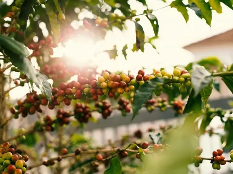 Giá cà phê hôm nay 17/7/2025: 2 sàn hồi phục, nguyên nhân Arabica tăng mạnh trở lại