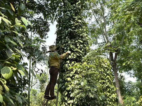 Giá tiêu hôm nay 17/7/2025: giá tiêu toàn cầu giảm tại các quốc gia xuất khẩu hàng đầu