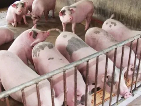 Giá heo hơi hôm nay 17/7: tiếp tục đà giảm 1.000 đồng/kg