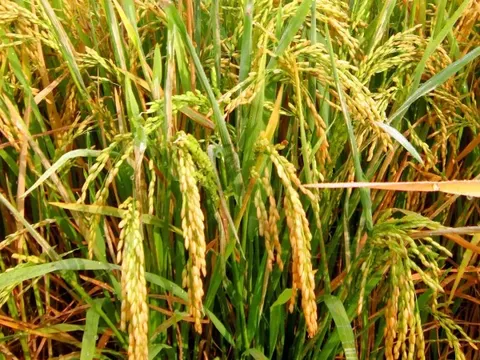 Giá lúa gạo hôm nay 17/7: giá gạo tăng nhẹ