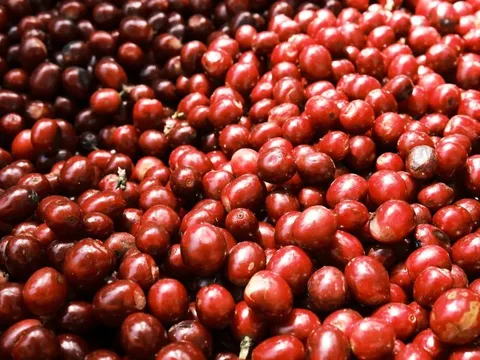Giá cà phê hôm nay 18/7/2025: vì sao Arabica đang có lợi thế hơn Robusta?